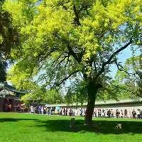 多彩葡萄Lg头像