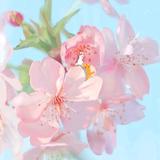 李涛涛爱花花头像