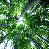 深山瘦竹zyj头像