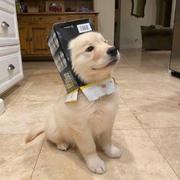 啰哩吧嗦的个人资料头像