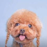 悠然现南山的个人资料头像