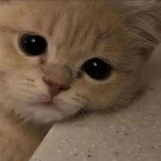 蓝莓Ava的个人资料头像