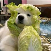twobaby的个人资料头像