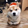 Amigoa头像