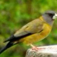 南方的小鸟头像