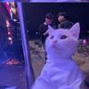 快乐的小猫Ols头像