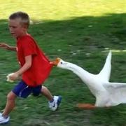 LaFe141的个人资料头像