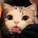 Reset的个人资料头像