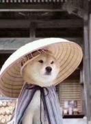 爱喝咖啡的哈士奇的个人资料头像