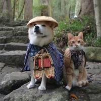 默默研究车头像