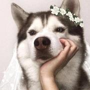 小柠檬酸了的个人资料头像