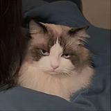 乖乖睡觉叭810头像