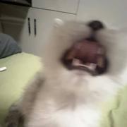 PotatoSalad的个人资料头像