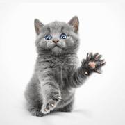 智珠在握的个人资料头像