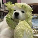 ᅟᅠ头像