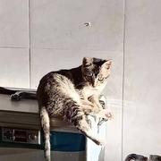 鹿目的个人资料头像