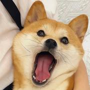 YouCan的个人资料头像