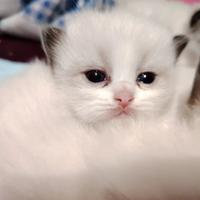 无敌沈大王头像