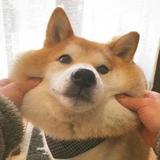 阿征呦头像
