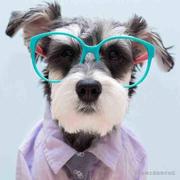 扇影无风的个人资料头像