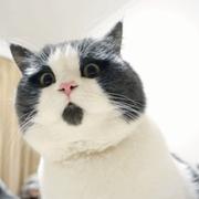 鲁班快跑的个人资料头像