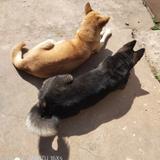 上犹江里鱼头像