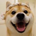 春风十里112688头像