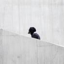 couy的个人资料头像