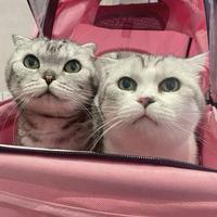 不务正业干贴膜头像