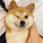 加油赚钱买豪车头像