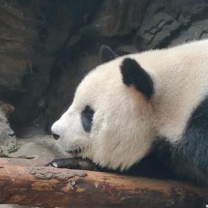 三天两觉饿九顿头像