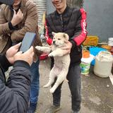 砥砺前行阿鲁特头像