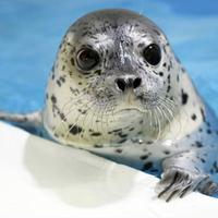 黑白魟鱼768头像