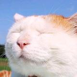 阿拉库奇飞头像