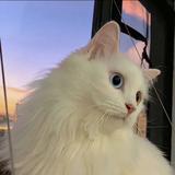 小虎乖宝头像