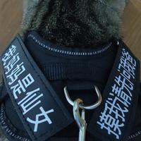 乘风破浪的清风RME头像