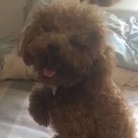 安琪拉滴滴头像