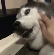 橪橪的个人资料头像