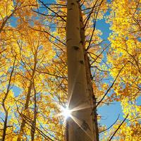 机智的饼干nx1头像