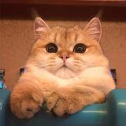 RenJing的个人资料头像