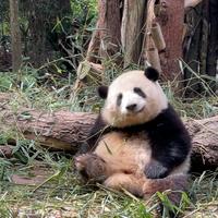 专收各种布酱头像