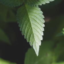 AI订阅排障笔记