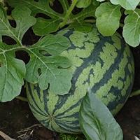 缤纷星星PUu头像