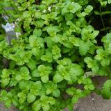 勇敢的云朵cu0头像