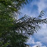 陌恋城头像