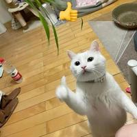 内燃机的呼吸头像