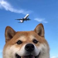 努力变瘦的小趴菜头像