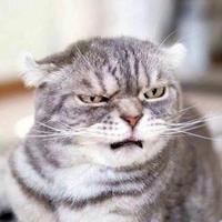 莱恩贸易Asaad头像