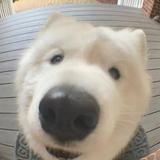 我真的是饺子头像