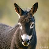 乐观的小鱼0D头像